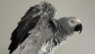 Photo of Попугай удивил сеть своими талантами, когда уговорил умную колонку заказать лакомство (Видео)