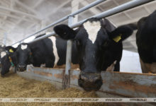 Photo of В Гродненской области с начала года возбуждено более 50 уголовных дел за сокрытие падежа скота
