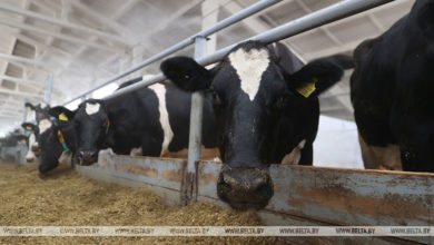 Photo of В Гродненской области с начала года возбуждено более 50 уголовных дел за сокрытие падежа скота