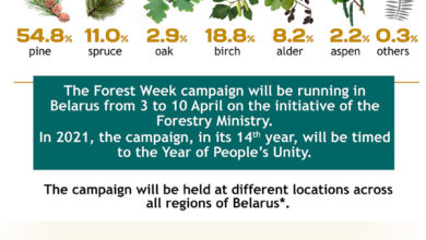 Photo of Forest Week 2021 | Belarus News | Belarusian news | Belarus today | news in Belarus | Minsk news | BELTA
