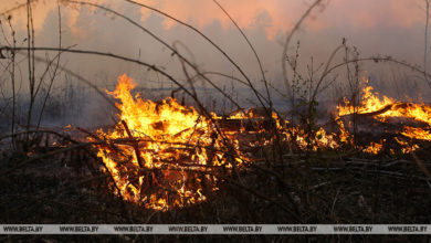 Photo of В Беларуси за сутки ликвидированы 2 лесных и 1 торфяной пожары