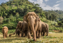 Photo of Ученые выяснили, почему африканские слоны стали рождаться без бивней |
