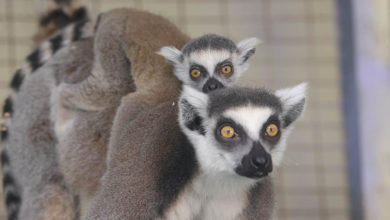 Photo of Lemur babies born at Minsk Zoo | In Pictures | Belarus News | Belarusian news | Belarus today | news in Belarus | Minsk news | BELTA