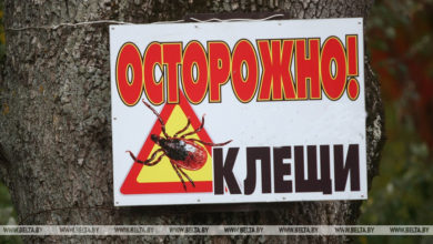 Photo of В Брестской области в октябре активность клещей остается высокой