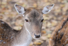 Photo of European fallow deer in Vitebsk Zoo | In Pictures | Belarus News | Belarusian news | Belarus today | news in Belarus | Minsk news | BELTA