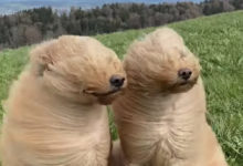 Photo of Сильный ветер превратил собак из милашек в нечто странное (Видео)