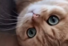 Photo of Чего смотришь? Гладь! Котик из Китая очаровал сеть своей красотой и поведением (Видео)