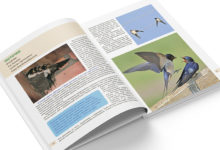Photo of Серия “Белорусская детская энциклопедия” пополнилась книгой о птицах
