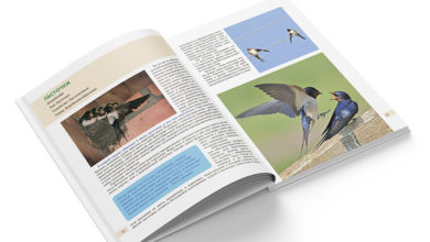 Photo of Серия “Белорусская детская энциклопедия” пополнилась книгой о птицах