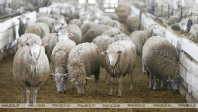 Photo of Беларусь ограничит ввоз овец и коз из Ленинградской области России из-за оспы