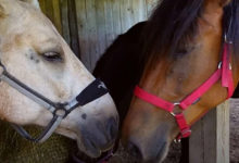Photo of Счастливые лошади! Что они любят есть на завтрак помимо сена – эндорфины прилагаются (Видео)