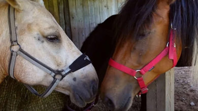 Photo of Счастливые лошади! Что они любят есть на завтрак помимо сена – эндорфины прилагаются (Видео)