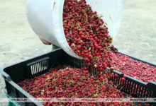 Photo of Cranberry harvest season in Belarus | Belarus News | Belarusian news | Belarus today | news in Belarus | Minsk news | BELTA