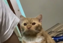 Photo of Не надо так поступать: кот очень расстроился, что его не гладят (Видео)