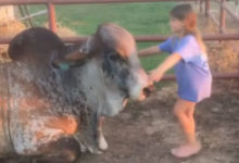 Photo of Девочка и огромный бык стали лучшими друзьями – тот даже не против ее покатать! (Видео)