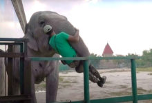 Photo of Слон украл человека? Видео, которое впечатлило пользователей Youtube