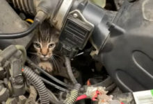 Photo of Масло надо менять! Кот проинспектировал двигатель авто и повеселил сеть (Видео)