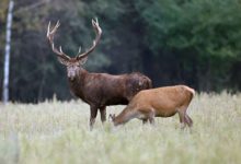 Photo of Red deer mating season | In Pictures | Belarus News | Belarusian news | Belarus today | news in Belarus | Minsk news | BELTA
