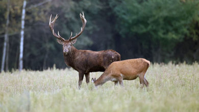 Photo of Red deer mating season | In Pictures | Belarus News | Belarusian news | Belarus today | news in Belarus | Minsk news | BELTA