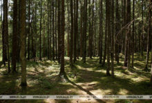 Photo of Более Br1 млн выплатят четыре лесхоза Витебской области за незаконные рубки леса и свалки