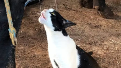 Photo of Хитрый кот втерся в доверие к коровам, чтобы лакомиться молоком каждый день (Видео)