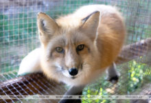 Photo of Lukashenko: Fur farming industry must produce stable profit