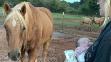 Photo of Знакомство лошади с новорожденным ребенком хозяев очаровало сеть (Видео)
