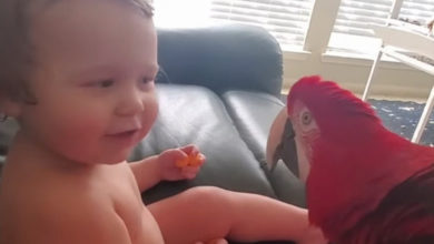 Photo of Попугай знакомится с малышом – ничего милее вы сегодня уже не увидите! (Видео)