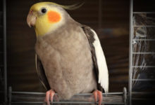 Photo of Неразборчивый попугай от души повеселил юзеров сети (Видео)