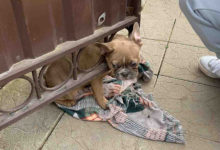 Photo of В Волковыске спасатели освободили застрявшего в калитке щенка