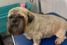 Photo of Собака давно не заходила к парикмахеру и превратилась в сэнсэя (Фото)