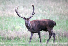 Photo of Red deer mating season | Belarus News | Belarusian news | Belarus today | news in Belarus | Minsk news | BELTA