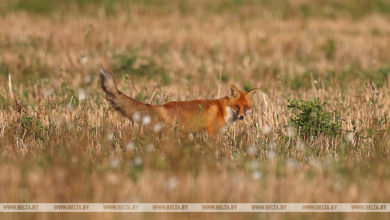 Photo of В деревне под Пинском ввели карантин из-за бешеной лисы