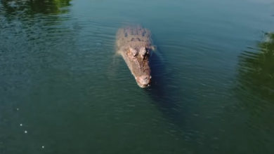 Photo of Крокодил в одном прыжке съел дрон, круживший над озером (Видео)