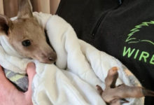 Photo of В Австралии два подростка убили 14 кенгуру, в том числе двух детенышей