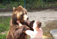 Photo of “Два богатыря!”: медведь Мансур борется со своим хозяином