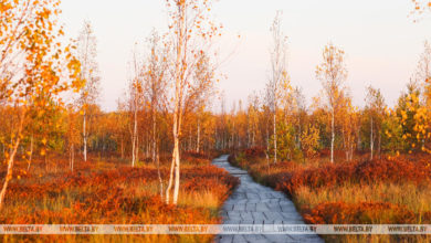 Photo of Yelnya reserve in autumn | Belarus News | Belarusian news | Belarus today | news in Belarus | Minsk news | BELTA