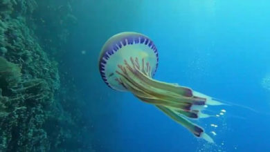 Photo of Дайвер обнаружил загадочное существо в нескольких десятках метров под водой