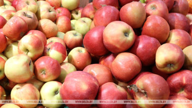 Photo of Пинчанам предлагают заработать на сборе клюквы, яблок и винограда