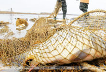Photo of В Витебской области за 9 месяцев изъято более 1,8 тыс. рыболовных сетей