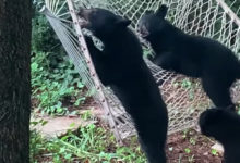 Photo of Уморительный конфуз с любопытными медвежатами попал на видео — какая синхронность!