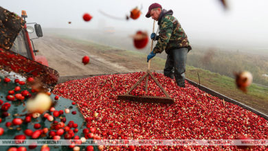Photo of Cranberry harvesting | Belarus News | Belarusian news | Belarus today | news in Belarus | Minsk news | BELTA