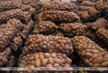 Photo of В стабфонды Гродненской области заложат около 1,2 тыс. т картофеля