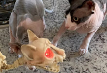Photo of Что ты такое? Забавная реакция кошек на игрушечный скелет кота повеселила юзеров сети (Видео)