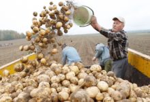 Photo of Беларусь обогнала соседей по цене картофеля