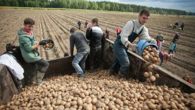 Photo of Мэр Минска предложил вернуть студентов на уборку картошки