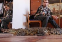 Photo of В Беларуси запретят держать и разводить диких животных