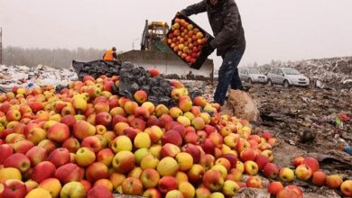 Photo of В России выкинули на свалку 18 тонн белорусских яблок
