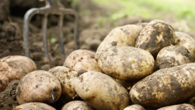 Photo of Вместо космоса – картошка: режим пустит часть средств космической программы на строительство картофелехранилища