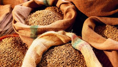 Photo of Беларусь закупит у России до 500 тысяч тонн зерна: Заяц назвал цену